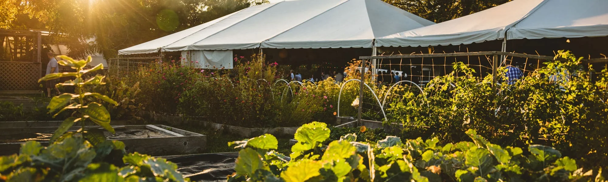 Raised garden beds at golden hour with community members under a tent